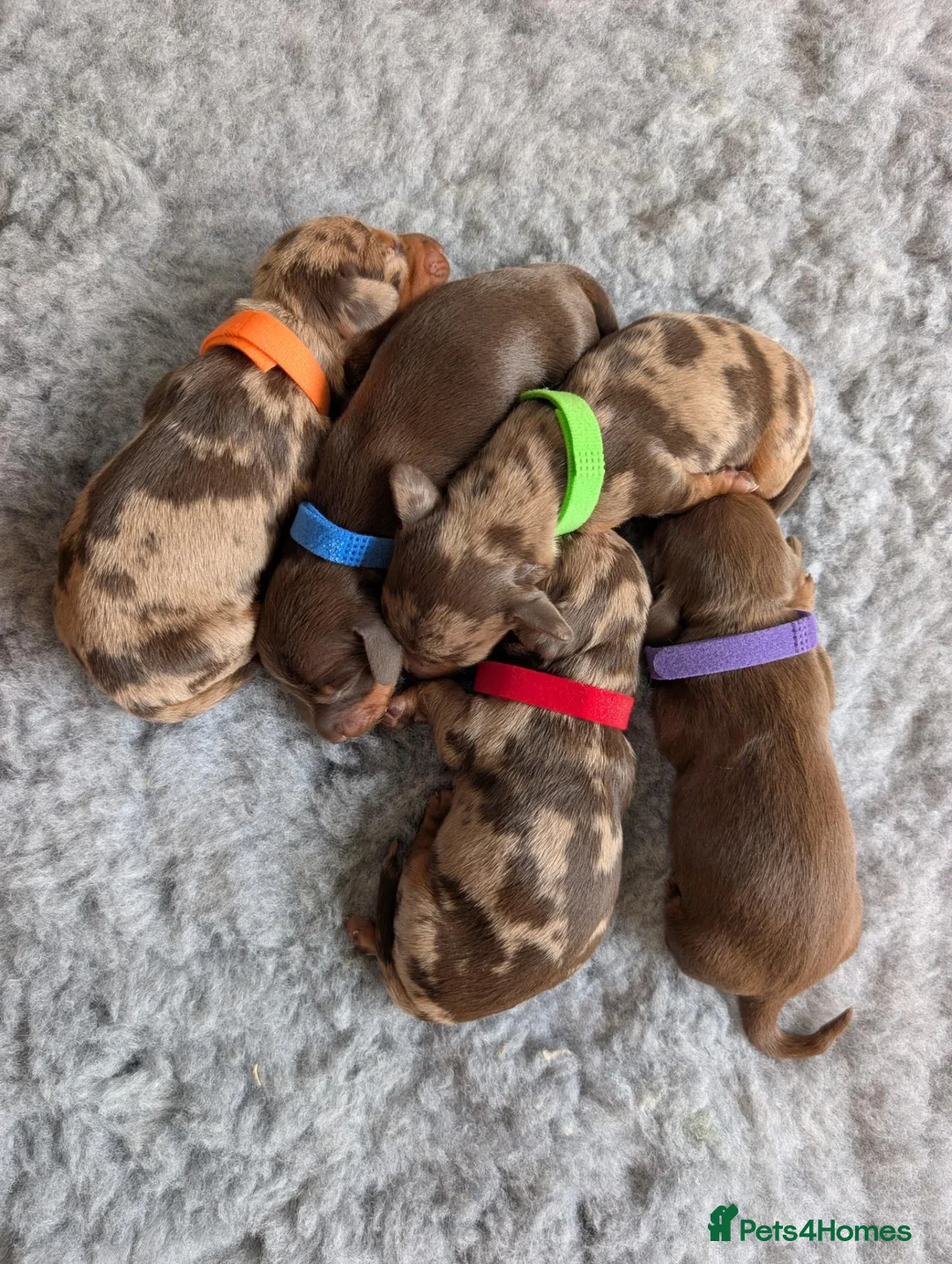 Miniature Dachshund dogs for sale: KC Registered Miniature Dachshunds - Advert 2