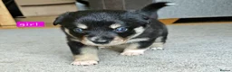 Border Collie dogs for sale: 🔥Unique tri border collie pups 🔥 - Advert 6