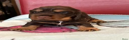Cocker Spaniel dogs for sale: **Stunning CHOCLATE TAN Show Cocker pups** in Oldbury - Advert 15