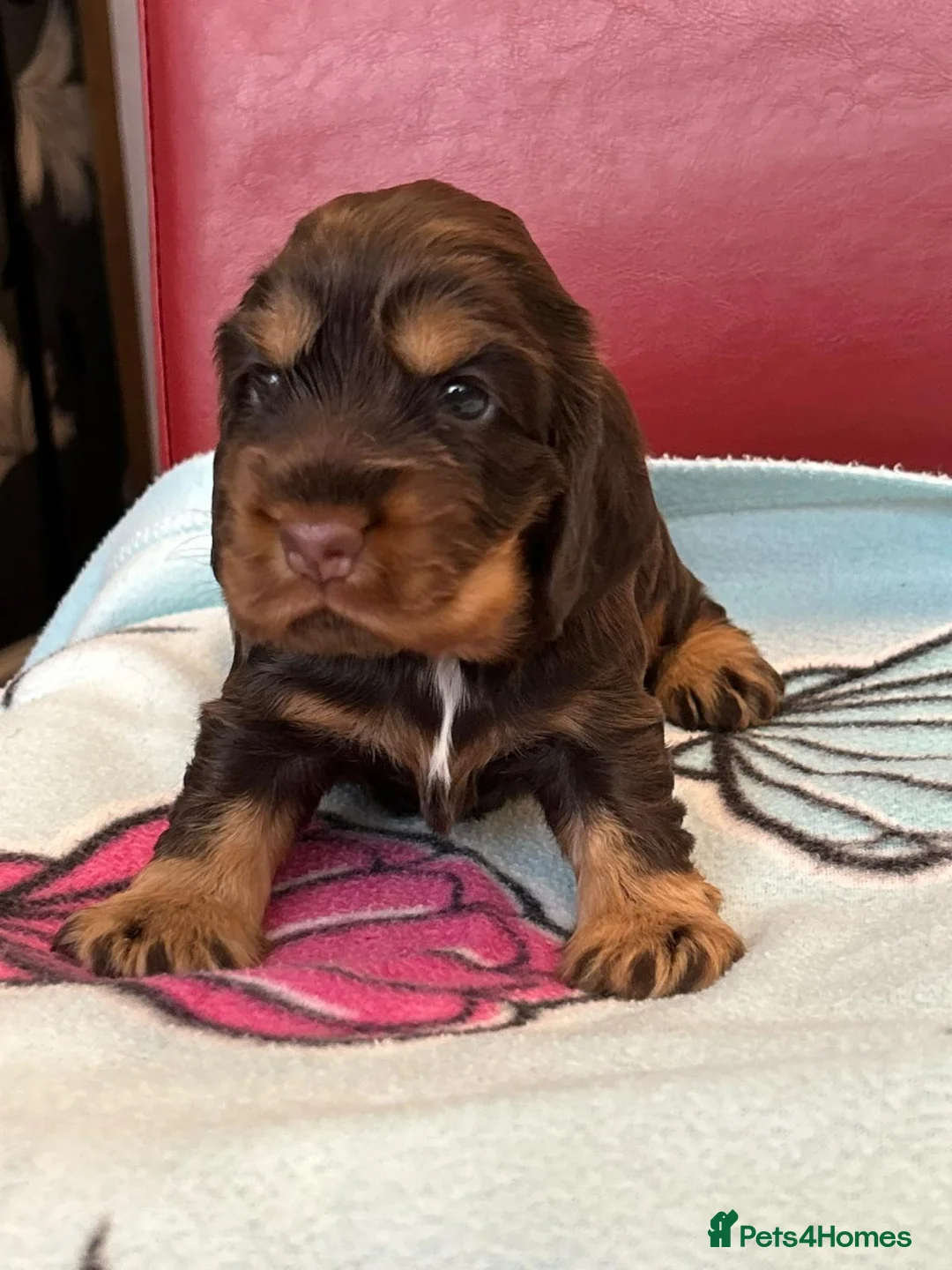 Cocker Spaniel dogs for sale: **Stunning CHOCLATE TAN Show Cocker pups** in Oldbury - Advert 15
