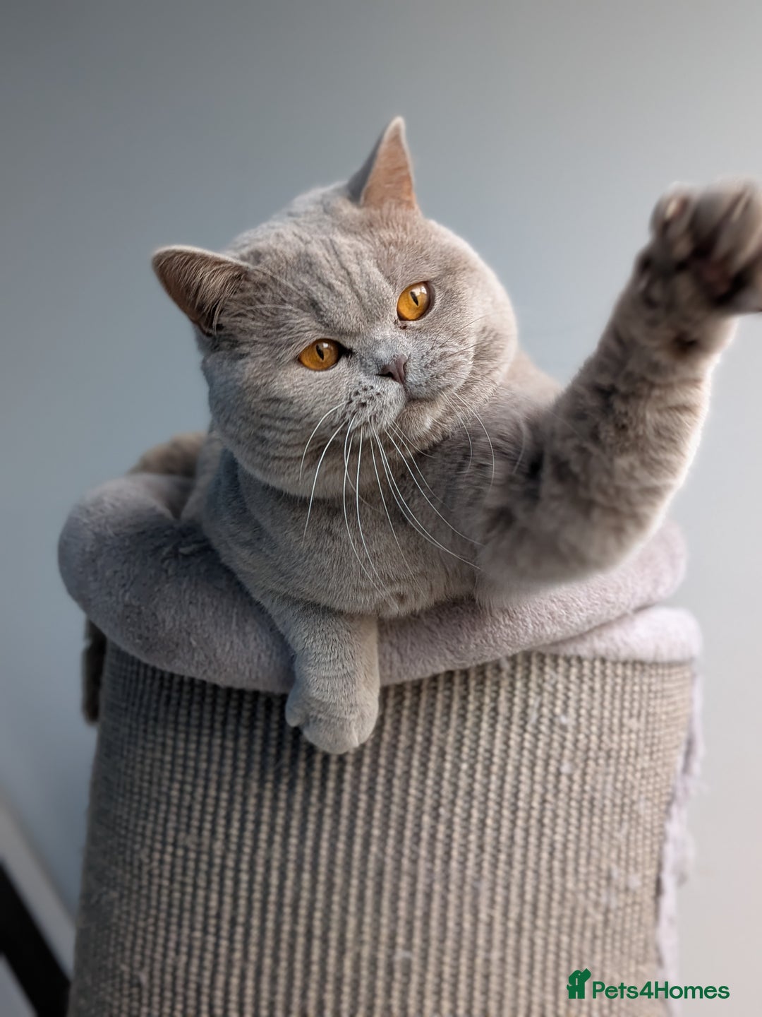 British Shorthair cats for stud: Champion 🏆 BSH stud  in Derby - Image 2