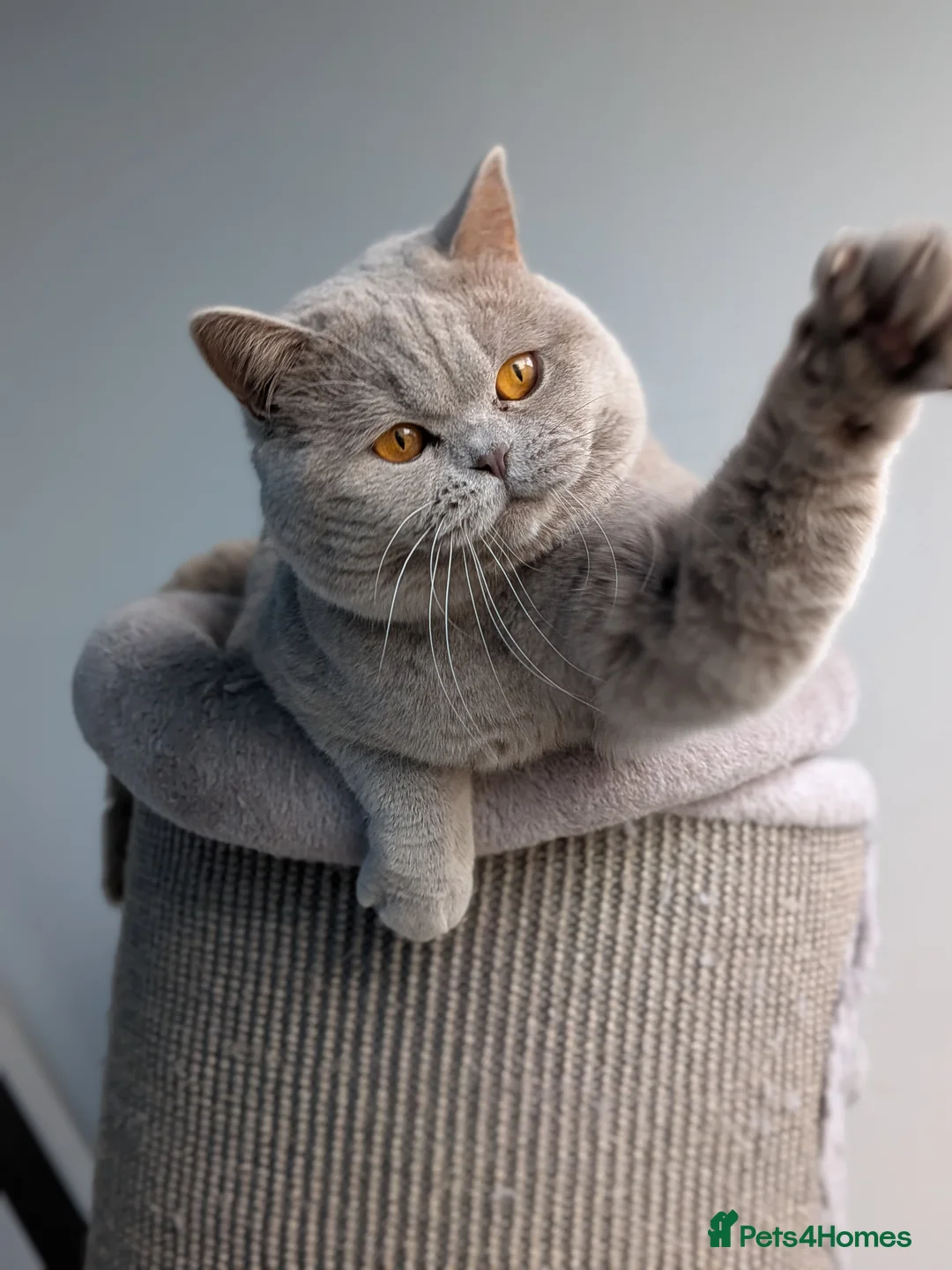 British Shorthair cats for stud: Champion 🏆 BSH stud  in Derby - Advert 2