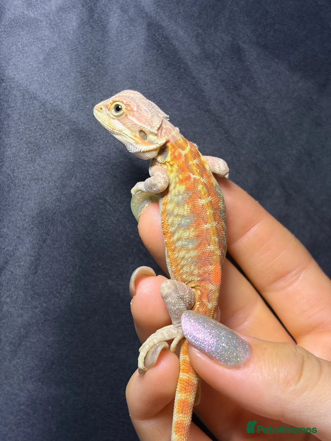 Bearded Dragon reptiles for sale: Hypo, Trans Blue bar leatherback and standard back in Southsea - Advert 1
