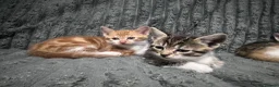 Mixed Breed cats for sale: 2 Male and 1 Female Kitten. - Advert 3