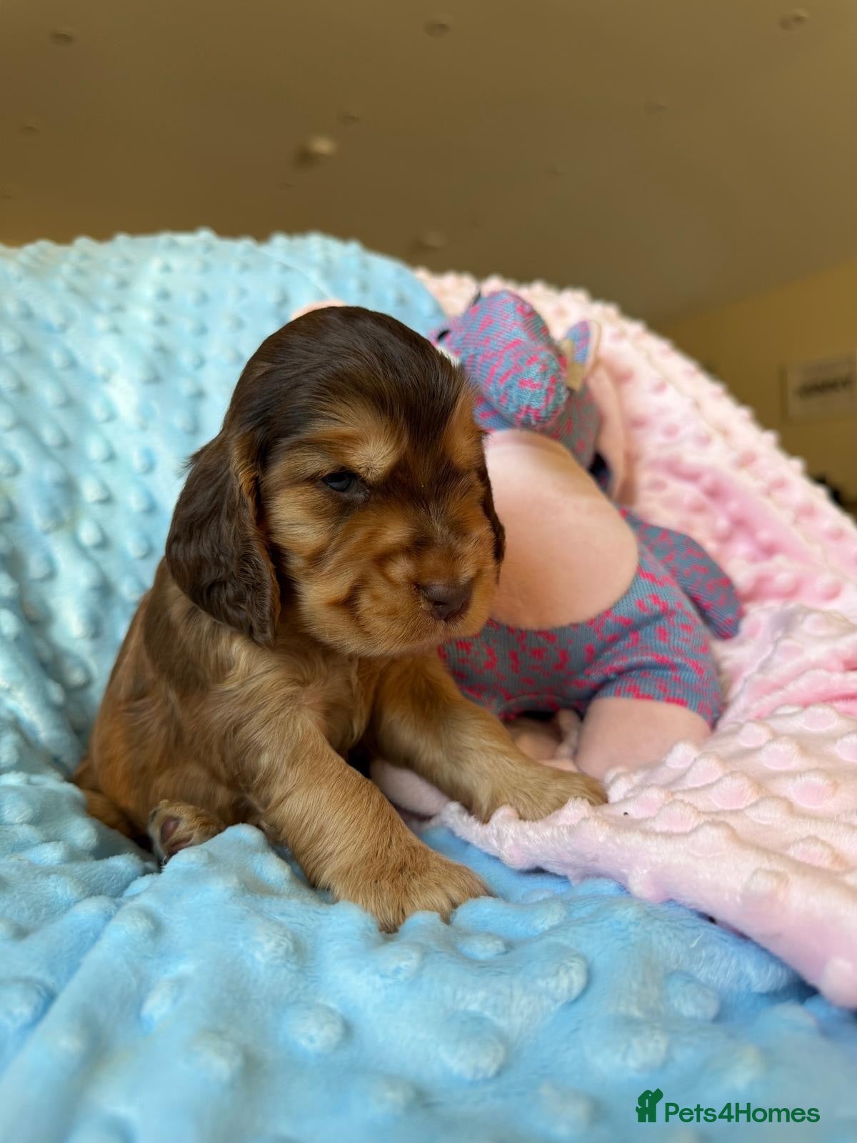 Cocker Spaniel dogs 1Beautiful DNA Tested Show Cocker Spaniels - Advert 1