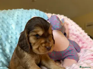 Cocker Spaniel dogs 1Beautiful DNA Tested Show Cocker Spaniels - Advert 1