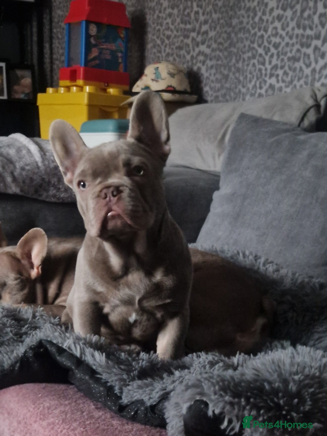 French Bulldog dogs Isabella frenchie  - Advert 3