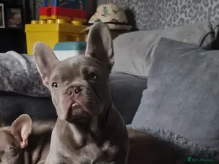 French Bulldog dogs Isabella frenchie - Advert 5