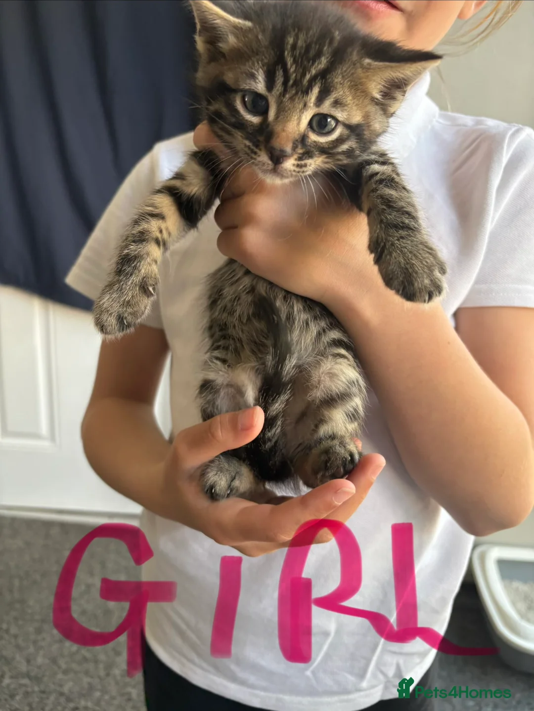 Bengal cats for sale: 7 beautiful Bengal kittens  - Advert 2