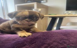 Pug dogs for sale: Merle pugs  - Advert 6
