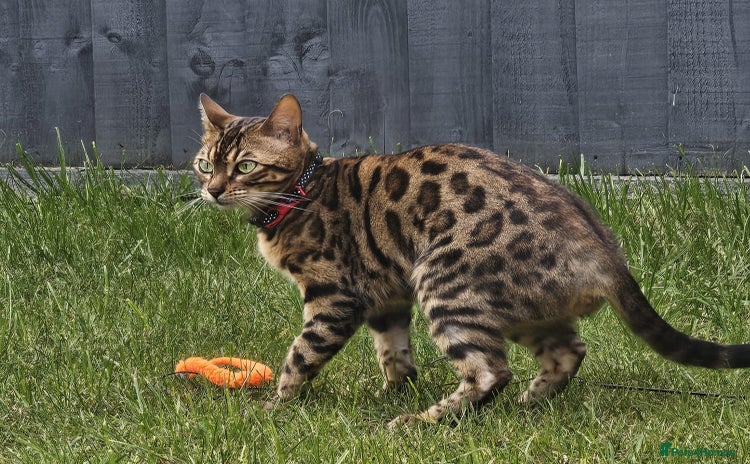 Bengal cats - Advert 4