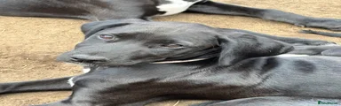 Male, Cisco