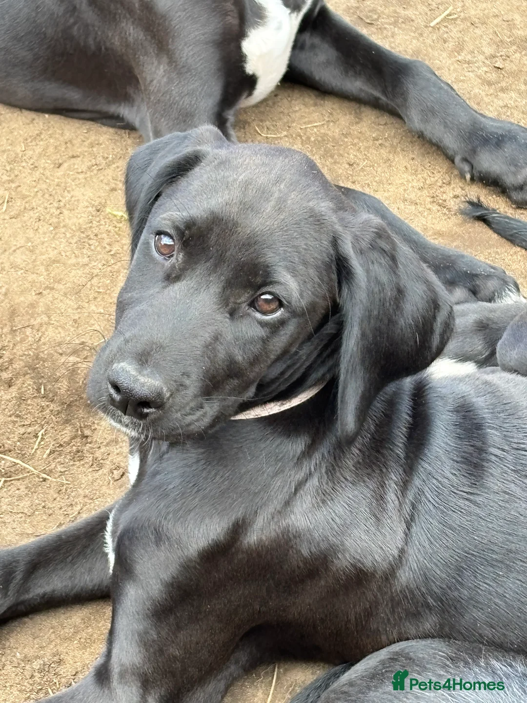 Lurcher dogs for sale: Poodle/Saluki x lurcher puppies  - Advert 2