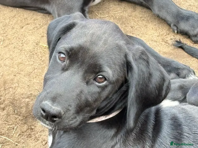 Lurcher dogs for sale: Poodle/Saluki x lurcher puppies - Advert 2