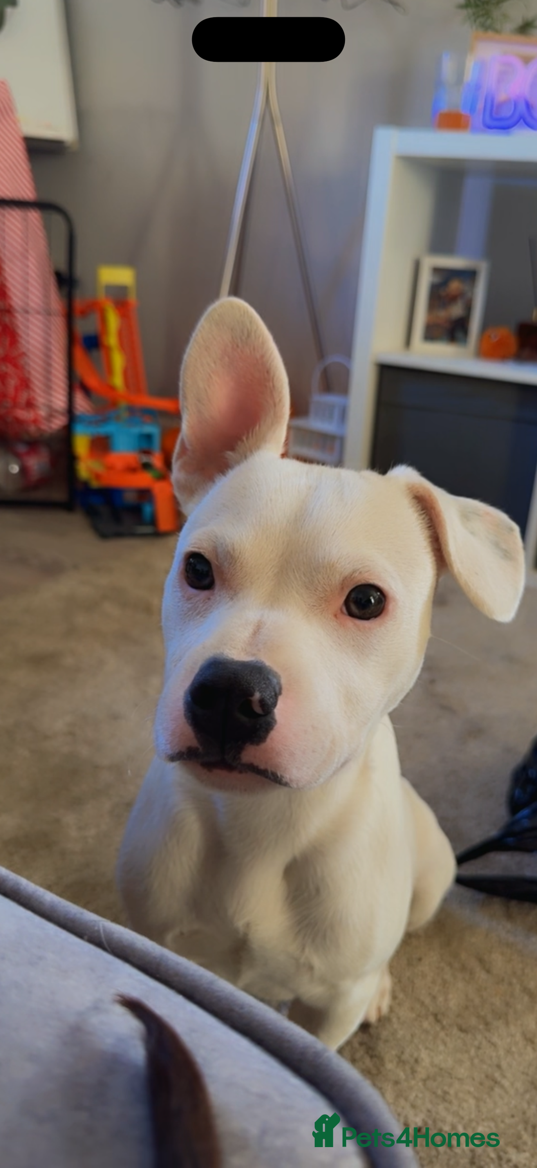 Mixed Breed dogs for sale: 🐾 Staffy x frenchie 🐾 - Image 1