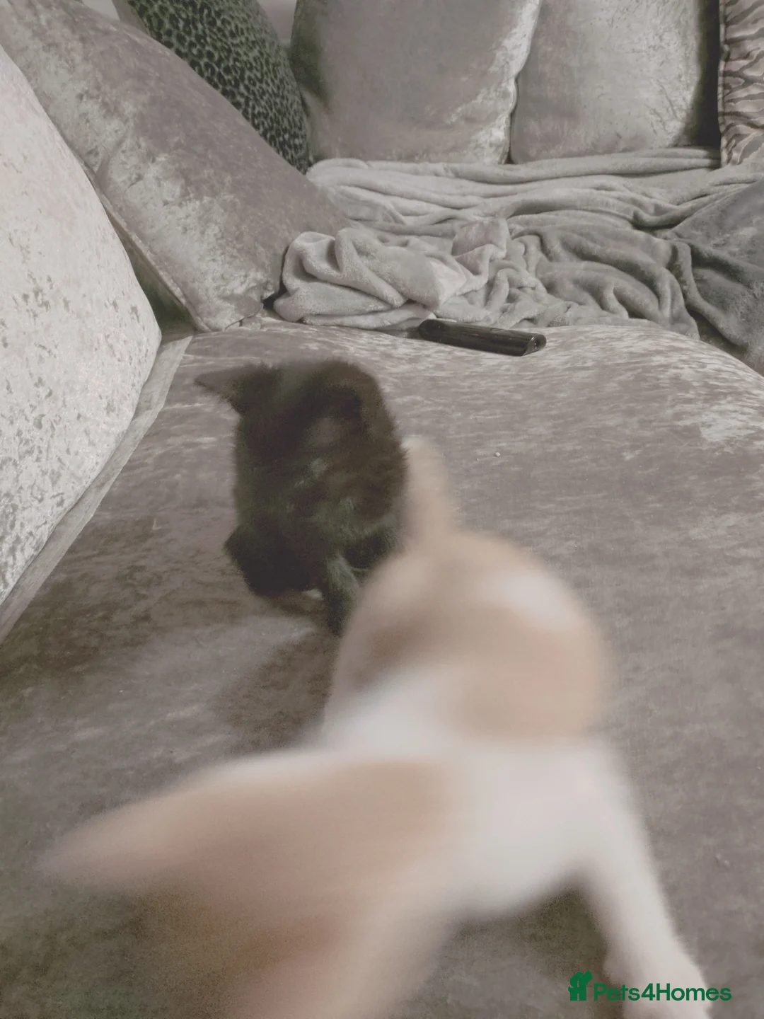 Mixed Breed cats for sale: Kitchens in Sheffield - Advert 2