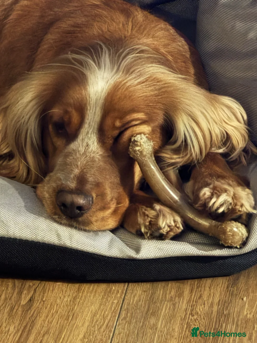 Cocker Spaniel dogs for sale: Female cocker spaniel  in Cambridge - Advert 5