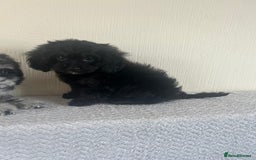 Cavapoo dogs for sale: Health tested Cavapoo puppies  - Image 6