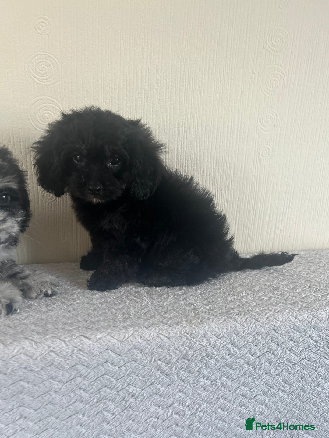 Cavapoo dogs for sale: Health tested Cavapoo puppies  - Image 6