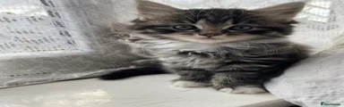 Mixed Breed Kitten 4