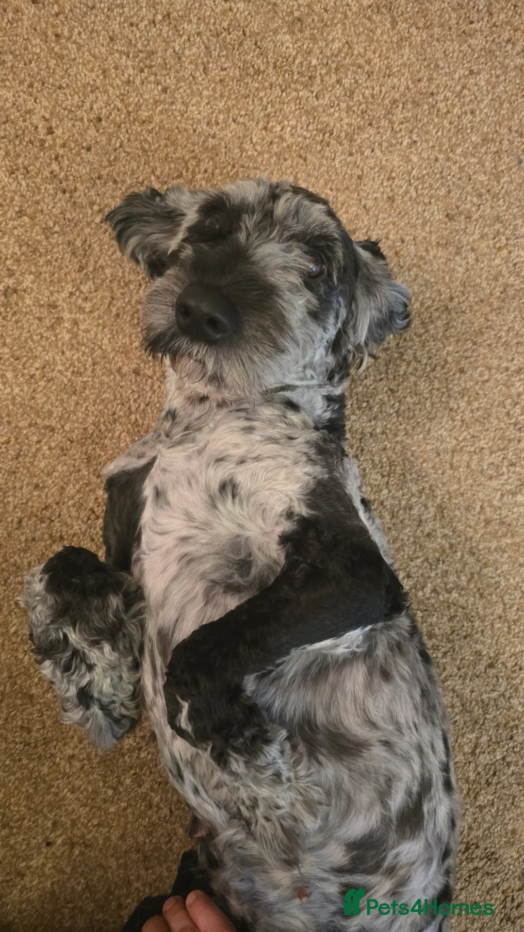 Cockapoo dogs for sale: Mearle Cockerpoo - Advert 2