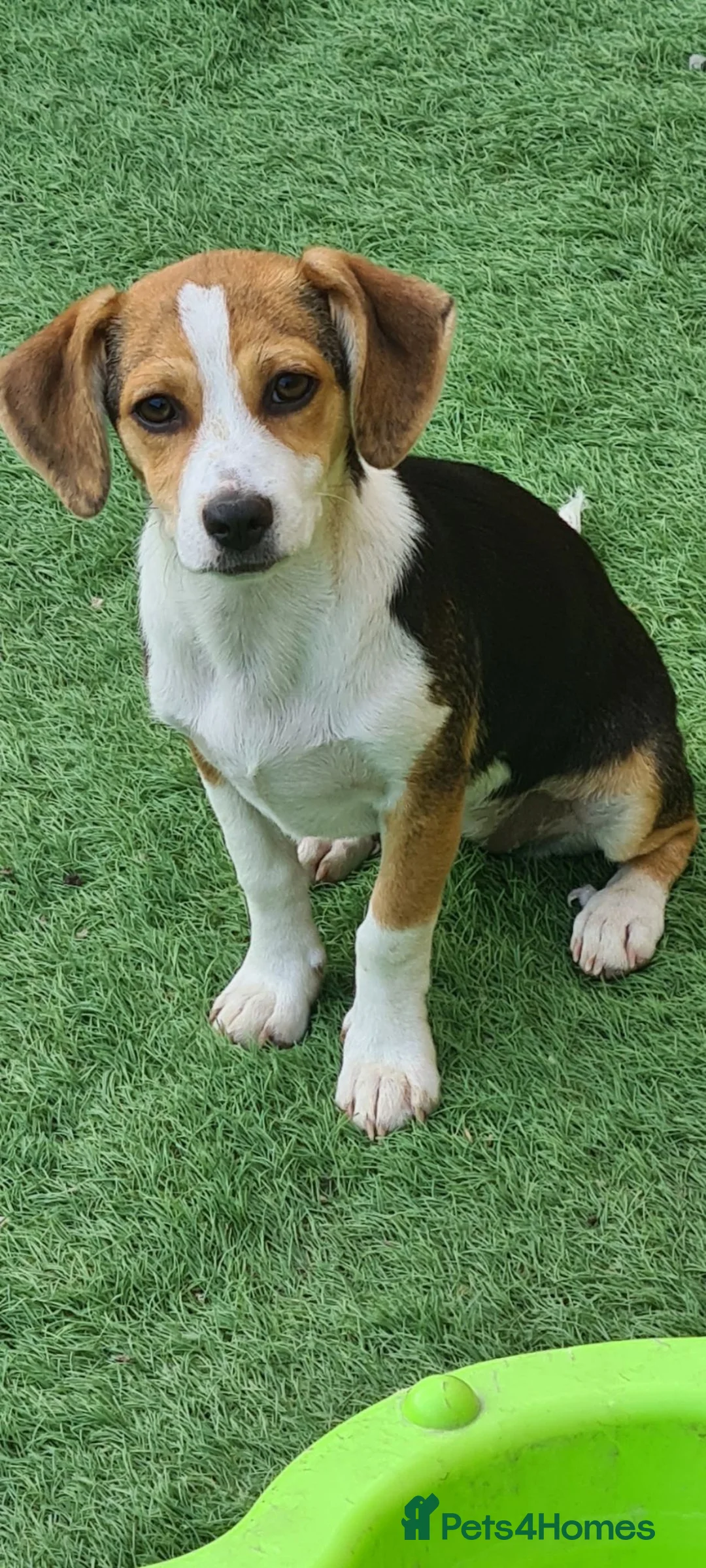 Mixed Breed dogs for adoption: Truffle (not a beagle!) Chi mix 6kg - Advert 1