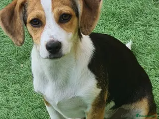 Mixed Breed dogs Truffle (not a beagle!) Chi mix 6kg - Advert 1