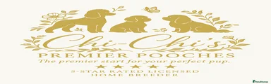 Cavapoo 4