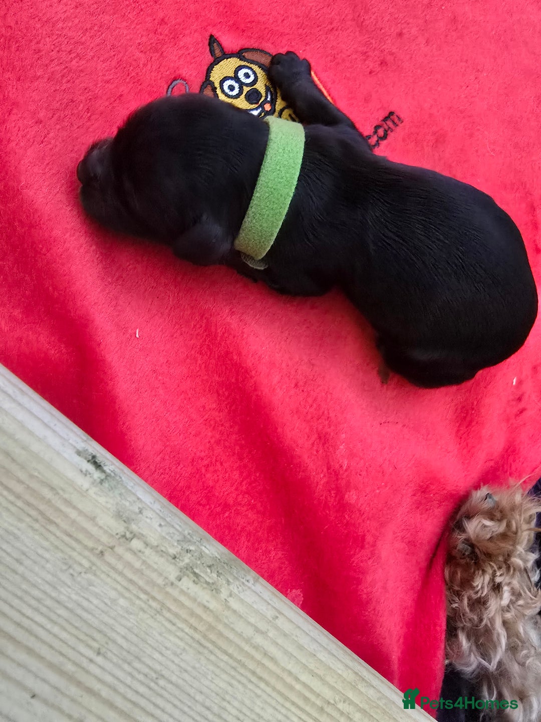 Cockapoo dogs for sale: American Cockapoo Puppies - Image 14