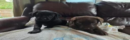 Labrador Retriever dogs for sale: Chocolate and black KC registered labrador pups - Advert 2