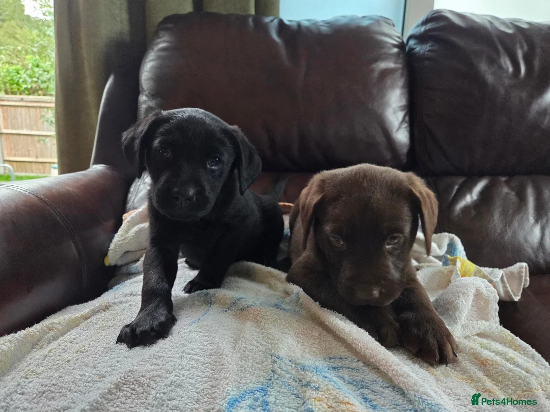 Labrador Retriever dogs for sale: Chocolate and black KC registered labrador pups - Advert 2