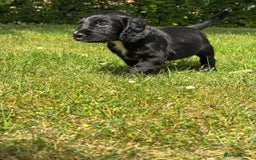 Cocker Spaniel dogs for sale: Cocker spaniel puppies  - Image 5