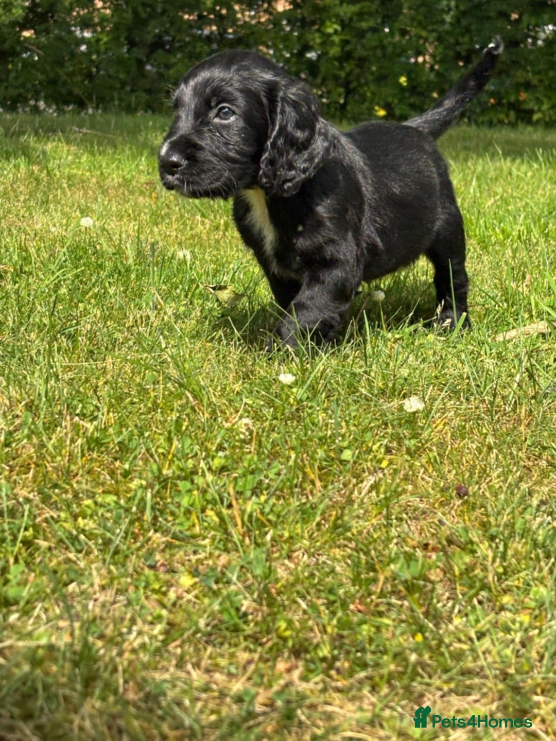 Cocker Spaniel dogs for sale: Cocker spaniel puppies  - Image 5