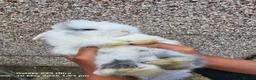 Mini Lop rabbits for sale: Mini lop rabbits in Banbury - Advert 3
