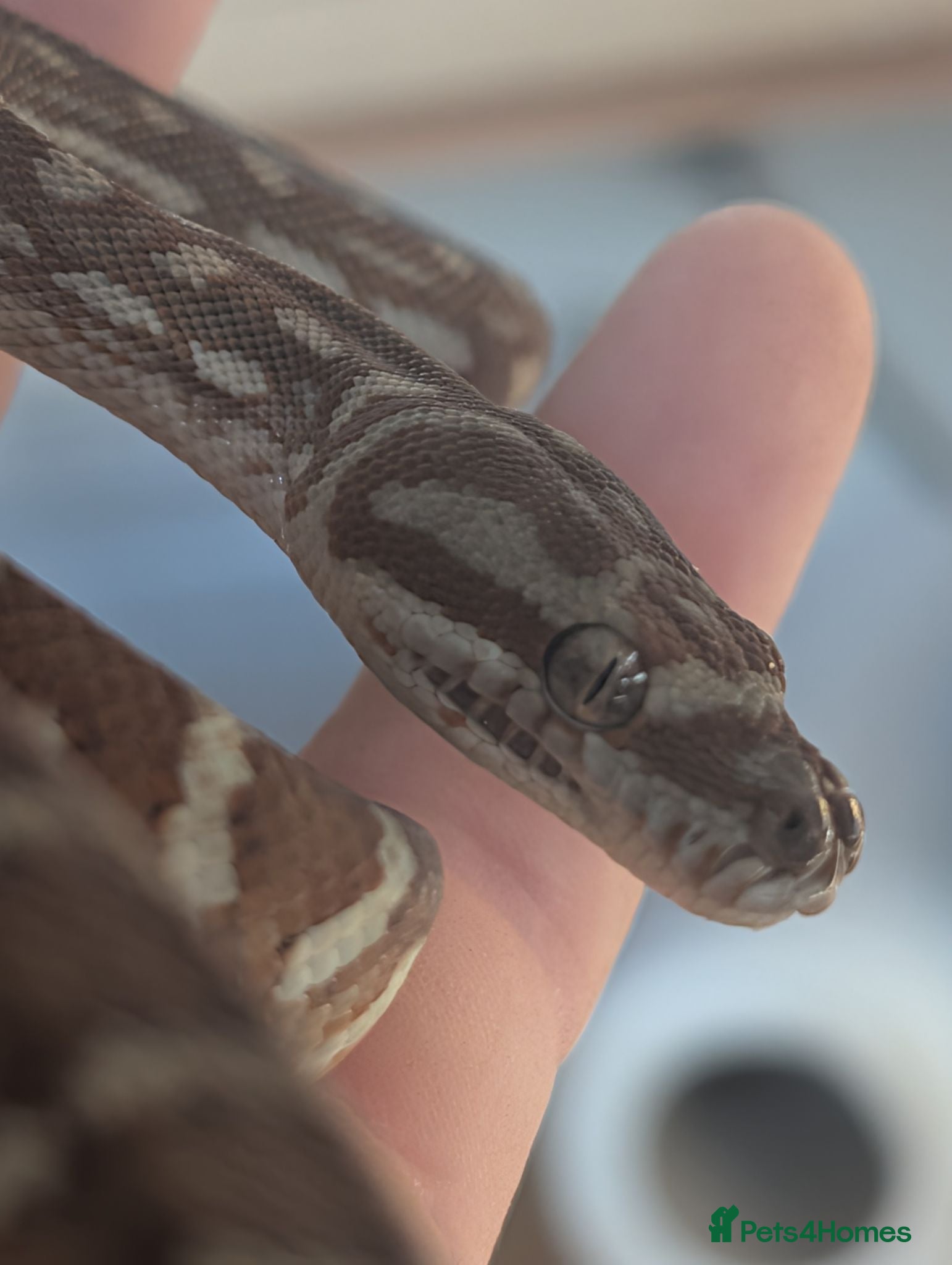 Python Snake reptiles Centralian Carpet Python - Advert 4