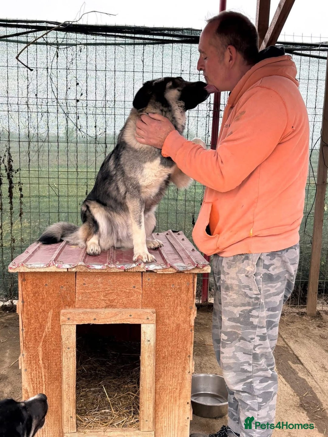 Mixed Breed dogs for adoption: Lola - Norwich Norfolk  - Advert 4