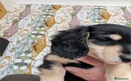 Miniature Dachshund dogs for sale: KC Black and Cream  ready now - Image 15