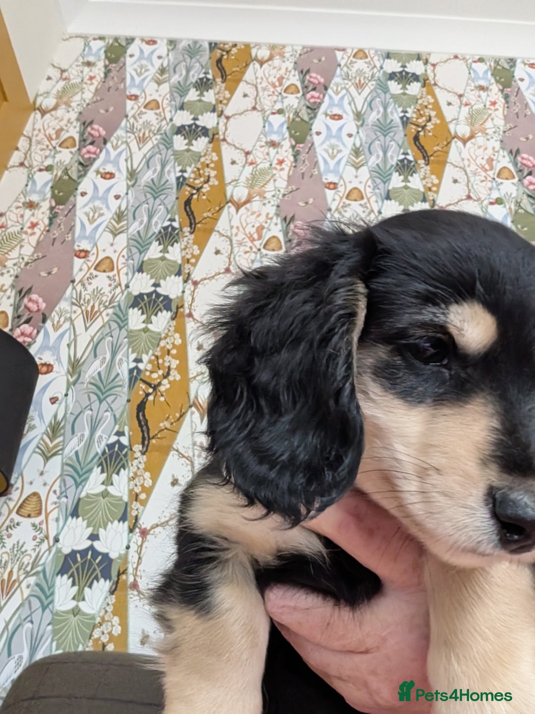 Miniature Dachshund dogs for sale: KC Black and Cream  ready now - Image 15
