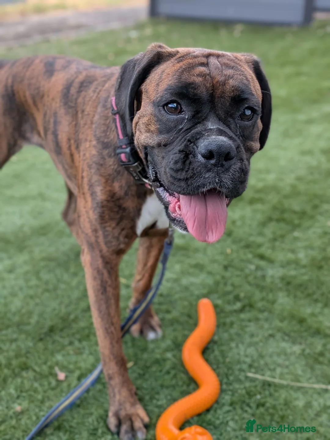 Boxer dogs for sale: Dotty in High Wycombe - Advert 2