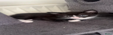Domestic Shorthair 1