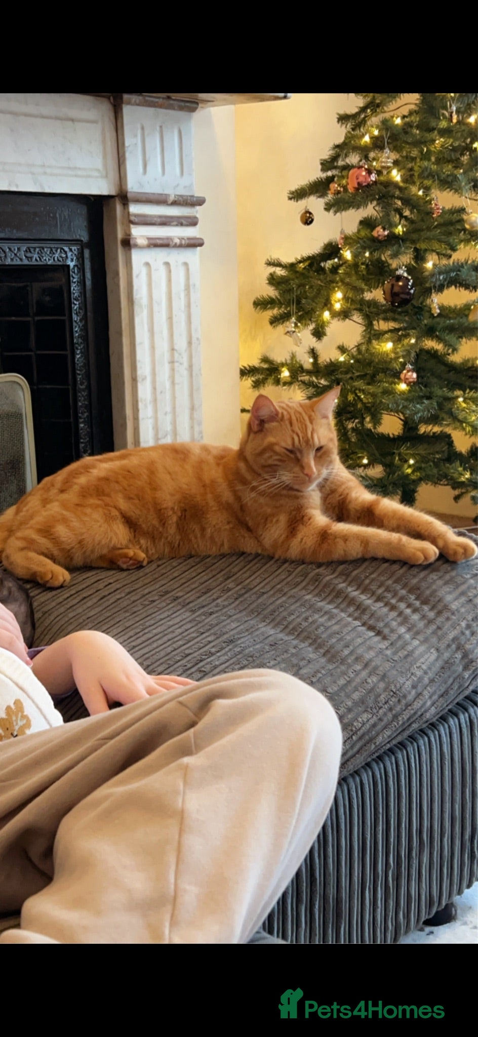 British Shorthair cats 4 year old ginger male cat - Advert 7