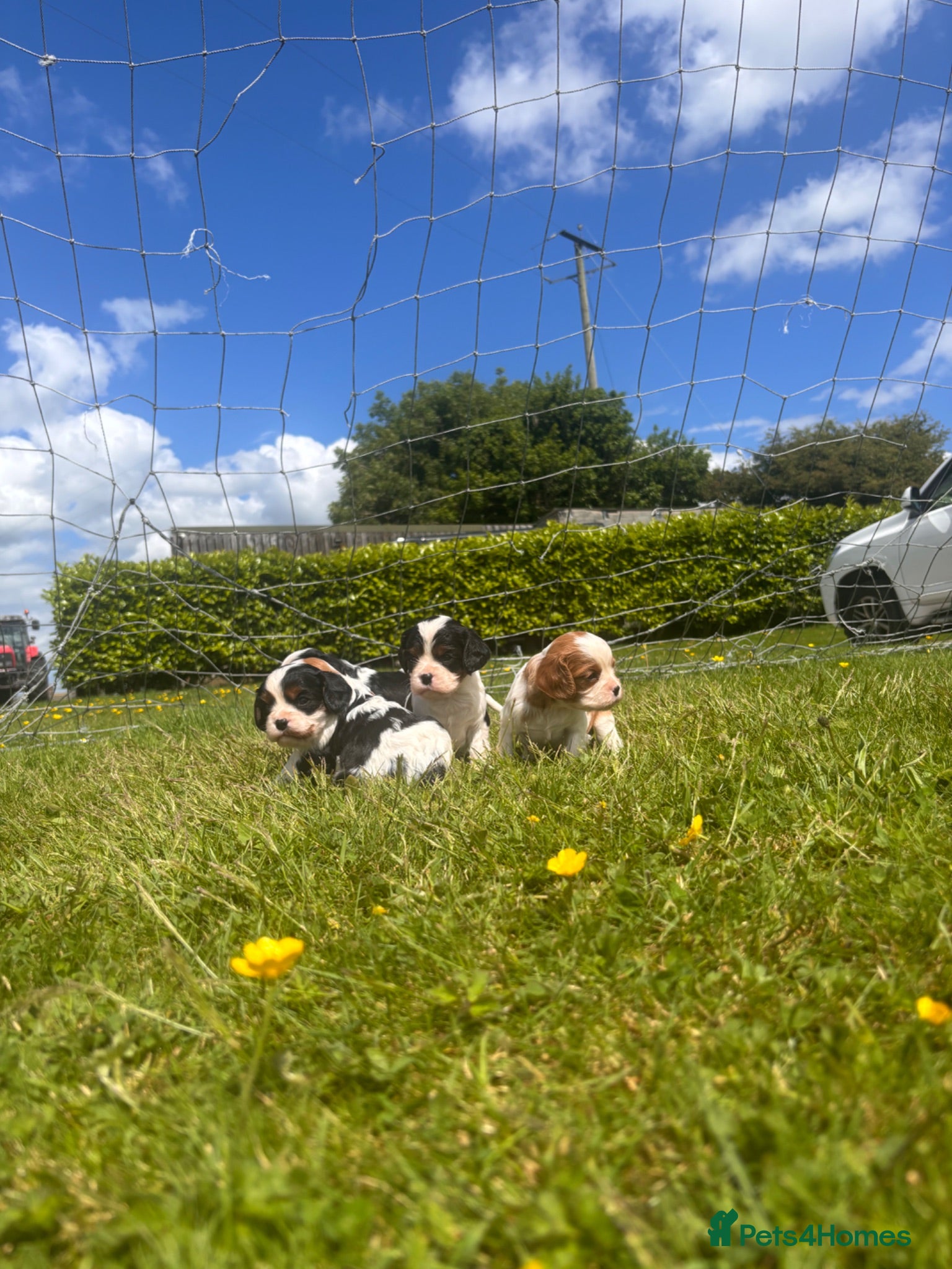 Cavalier King Charles Spaniel dogs King Charles Cavalier pups  - Advert 13