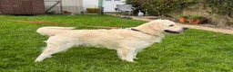 Goldendoodle dogs for sale: ⚜️GOLDENDOODLES⚜️ Simply Stunning - Advert 8