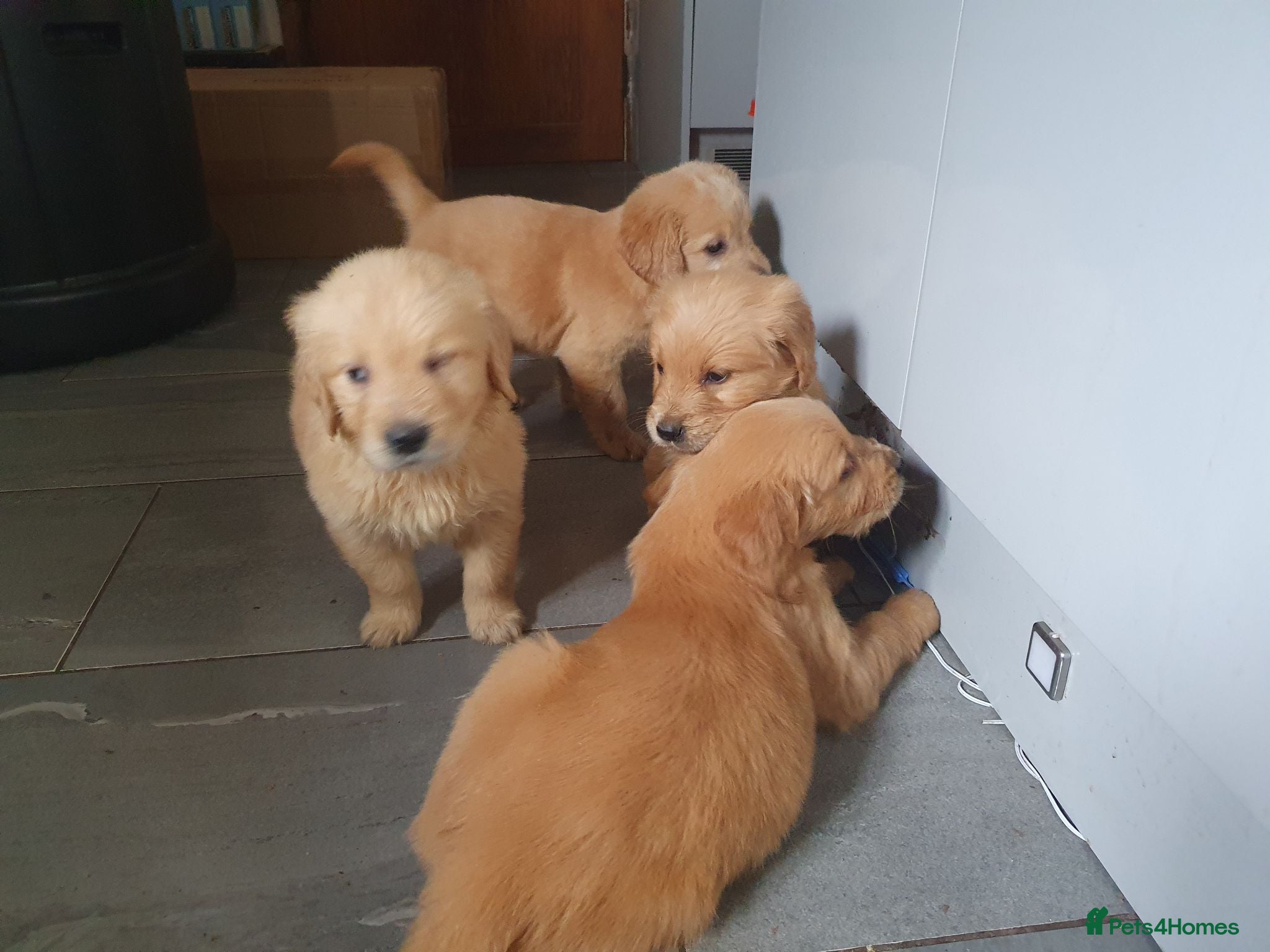 Golden Retriever dogs KC parents Golden retriever championbloodline pups - Advert 2