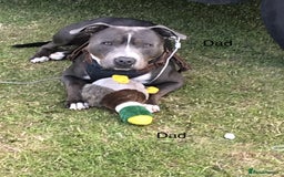 Staffordshire Bull Terrier dogs for sale: 7 beautiful blue Staffordshire bull terriers - Advert 11