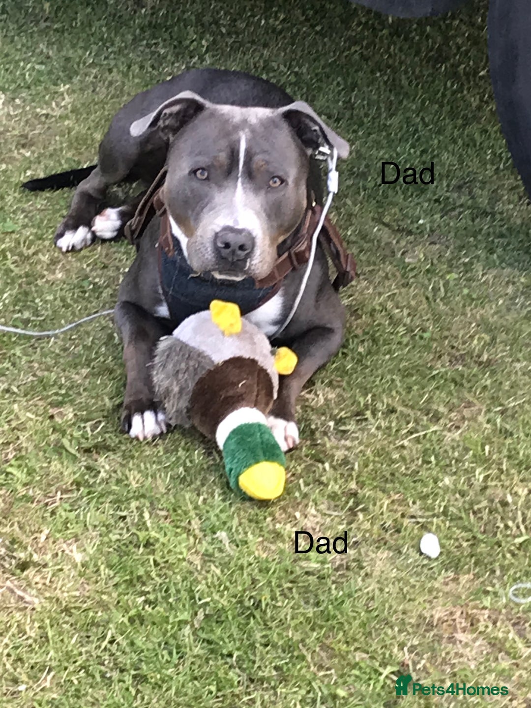 Staffordshire Bull Terrier dogs for sale: 7 beautiful blue Staffordshire bull terriers - Advert 11