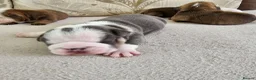 English Bulldog dogs for sale: British bulldog pups in Ammanford - Advert 14