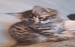 Mixed Breed cats for sale: KITTENS FOR SALE! - Image 3