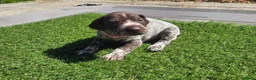 German Shorthaired Pointer dogs for sale: Stunning example of KC German Shorthaired Pointers in Tredegar - Advert 8
