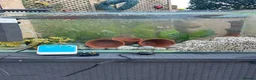 Fancy Goldfish fish for sale: Big fish tank and all accessories - Advert 2